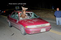 Moose 004.jpg