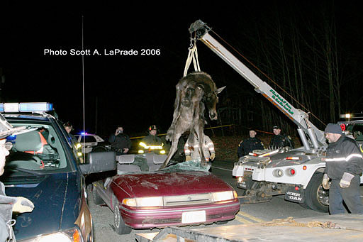 Moose 082.jpg