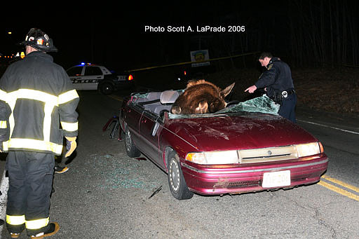 Moose 062.jpg