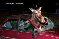 Leominster Ma - Moose vs Car -  March 19 2006