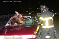 Moose 047.jpg