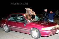 Moose 007.jpg