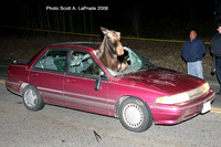 Moose 005.jpg