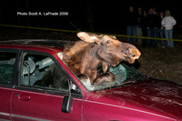 Moose 037.jpg