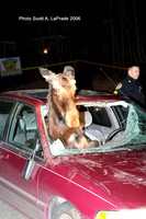 Moose 027.jpg