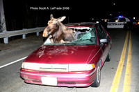 Moose 011.jpg