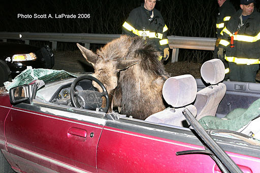 Moose 060.jpg