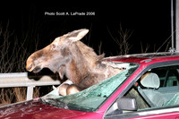 Moose 016.jpg
