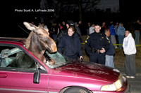 Moose 030.jpg