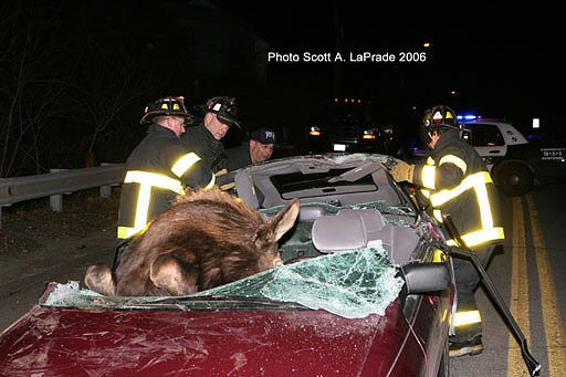 Moose 059.jpg