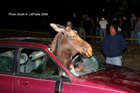 Moose 033.jpg