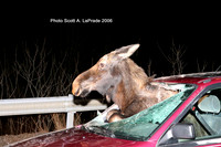 Moose 017.jpg