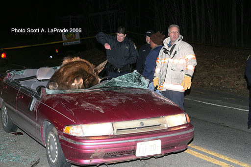 Moose 063.jpg