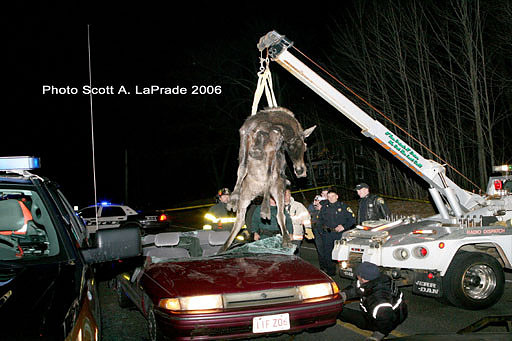 Moose 084.jpg