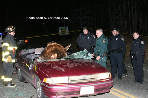 Moose 064.jpg