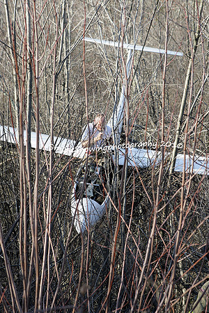 Glider17.JPG